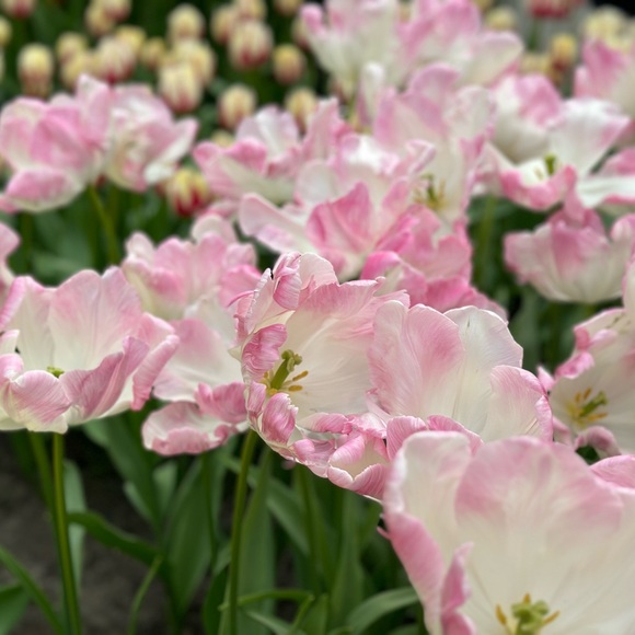 Meet your Posher, Kelly - Picture 1 of 1